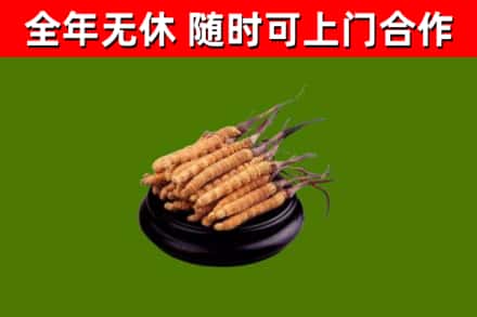 南京烟酒回收冬虫夏草.jpg